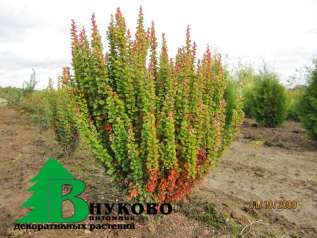 Барбарис Тунберга "Эректа"(Berberis thunbergii Erecta)