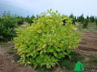 Дерен (свидина) белый  "Ауреа" (Cornus alba Aurea)