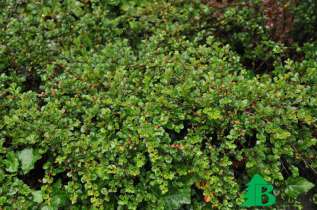 Кизильник горизонтальный "Боер" (Cotoneaster horizontalis Boer)