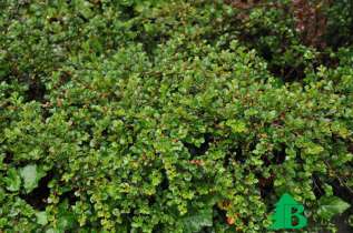 Кизильник горизонтальный "Боер" (Cotoneaster horizontalis Boer)