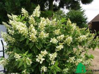 Гортензия метельчатая "Киушу" (Hydrangea paniculata Kyushu)