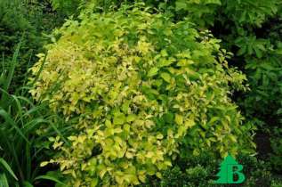 Чубушник венечный "Ауреус" (Philadelphus coronaris Aureus)