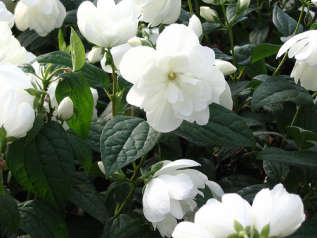 Чубушник "Сноубелль" (Philadelphus Snowbelle)