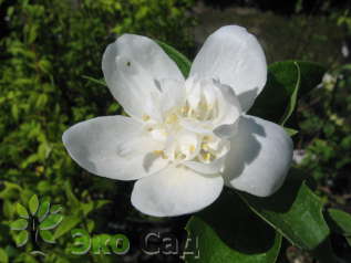 Чубушник "Розаце" (Philadelphus Rosace)