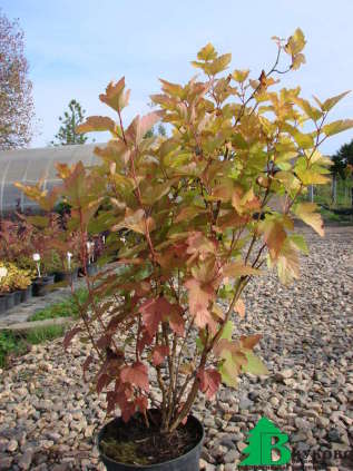 Пузыреплодник калинолистный "Лютеус" (Physocarpus opulifolius Luteus)