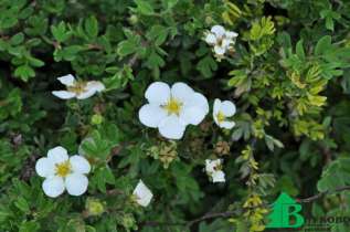 Лапчатка кустарниковая "Эбботсвуд" (Potentilla fruticosa Abbotswood)