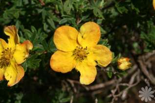 Лапчатка кустарниковая "Анетта" (Potentilla fruticosa Annette)