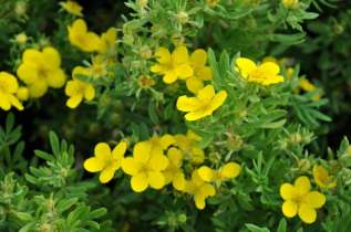 Лапчатка кустарниковая "Элизабет" (Potentilla fruticosa Arbuscula ('Elizabeth'))