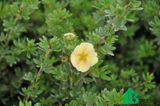 Лапчатка кустарниковая "Дэйдоун" (Potentilla fruticosa Daydawn)