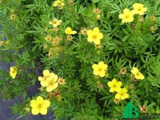 Лапчатка кустарниковая "Фридем" (Potentilla fruticosa Fridhem)