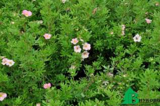 Лапчатка кустарниковая "Пинк Бьюти" ("Лавли Пинк") (Potentilla fruticosa 'Pink Beauty' ® (P.f. ‘Lovely Pink’))