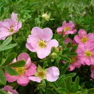 Лапчатка кустарниковая "Принцесс" ("Пинк Куин") - Potentilla fruticosa Princess ('Pink Queen)