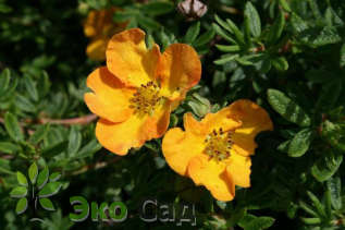 Лапчатка кустарниковая "Танжерин" (Potentilla fruticosa Tangerine)