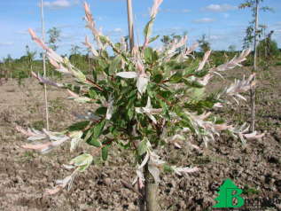 Ива цельнолистная "Хакуро-Нишики" (Salix integra Hakuro-Nishiki)