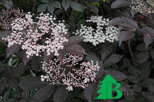 Бузина чёрная "Пурпурея" ("Гуинчо Пепл") (Sambucus nigra Purpurea (Guincho Purple))