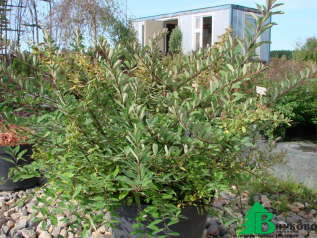 Спирея Вангутта (Spiraea vanhouttei)