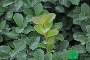 Спирея березолистная (Spiraea betulifolia)