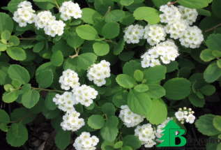 Спирея березолистная "Тор" (Spiraea betulifolia Tor)