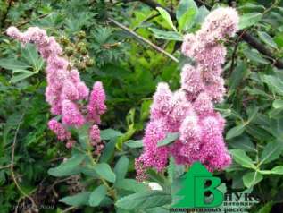 Спирея Дугласа (Spiraea Douglasii)