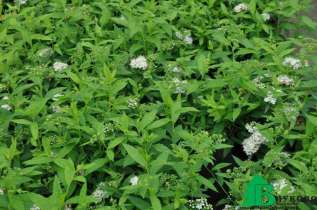 Спирея японская "Альбифлора" (Spiraea japonica Albiflora)