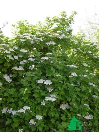 Калина обыкновенная (Viburnum opulus)