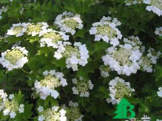 Калина обыкновенная "Ксантокарпум" (Viburnum opulus Xanthocarpum)