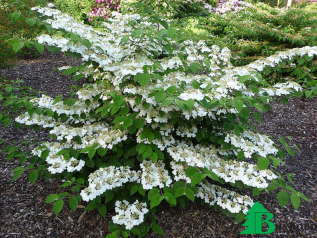 Калина складчатая "Каскад" (Viburnum plicatum Cascade)