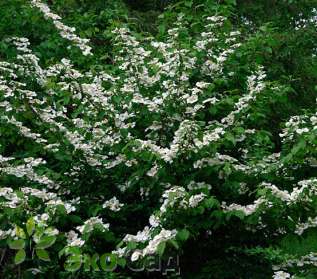 Калина складчатая "Томентозум" (Viburnum plicatum Tomentosum)