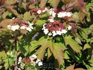 Калина Саржента "Онондага" (Viburnum sargentii Onondaga)