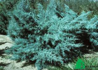 Можжевельник средний "Пфитцериана Глаука" (Juniperus x pfitzeriana Pfitzeriana Glauca)