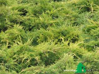 Можжевельник средний "Пфитцериана Ауреа" (Juniperus media Pfitzeriana Aurea)