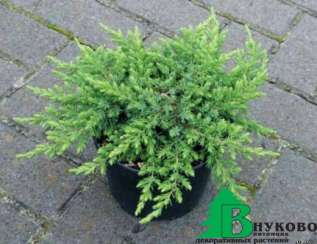 Можжевельник обыкновенный "Грин Мэнтл" (Juniperus communis Green Mantle)