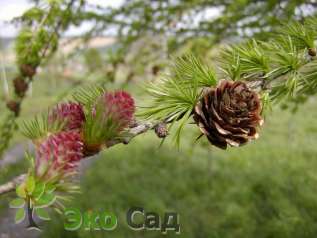 Лиственница японская (Larix kaempferi)