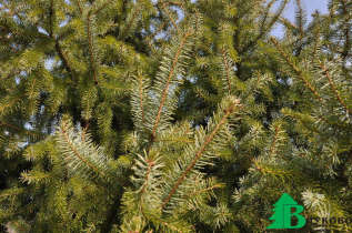 Ель сербская (Picea omorica)