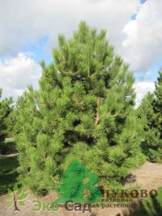 Сосна черная "Селект" (Pinus nigra "Select")