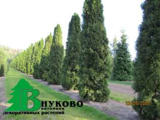 Туя западная "Брабант" (Thuja occidentalis 'Brabant')