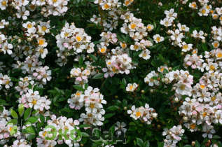 Роза "Нозоми" (Rosa Nozomi)