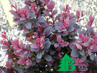 Барбарис Тунберга "Атропурпуреа" (Berberis thunbergii Atropurpurea)