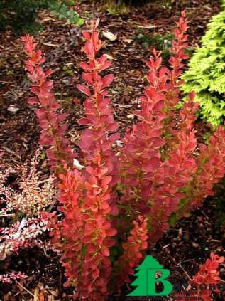 Барбарис Тунберга "Ред Рокет" (Berberis thunbergii Red Rocket)