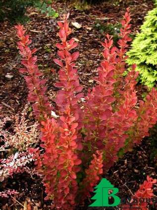 Барбарис Тунберга "Ред Рокет" (Berberis thunbergii Red Rocket)