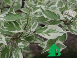 Дерен (свидина) белый "Аргентеомаргината" (Cornus alba Argenteomarginata)