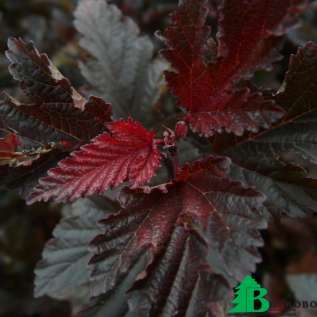Пузыреплодник калинолистный "Ред Барон" (Physocarpus opulifolius Red Baron)