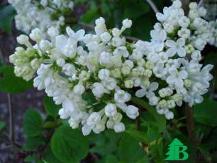 Сирень обыкновенная "Мадам Флорен Степман" (Syringa vulgaris Mme Florent Stepman)