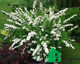 Спирея ниппонская "Сноумаунд" (Spiraea nipponica "Snowmound")