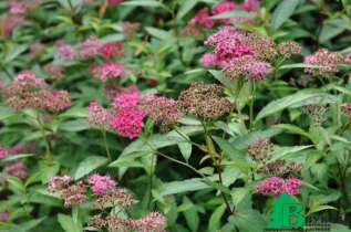 Спирея японская "Дарт'с Ред" (Spiraea japonica Dart's Red)