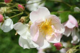 Роза "Невада" (Rose 'Nevada')