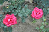 Rose Dame de Couer