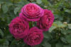 Rose Old Port
