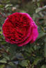 Роза Othello