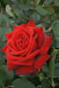 Rose Pride of England